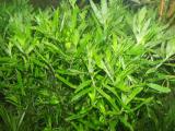 Akváriumi növények - Heteranthera zosterifolia